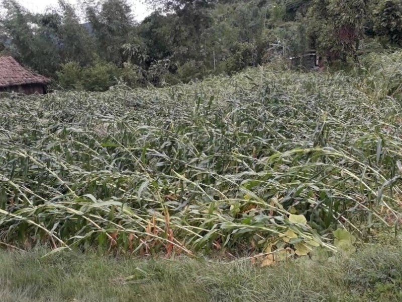 हावाहुरीले मकै वाली नष्ट